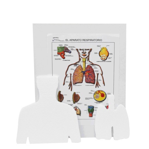 MAQUETA INST APAR RESPIRATORIO