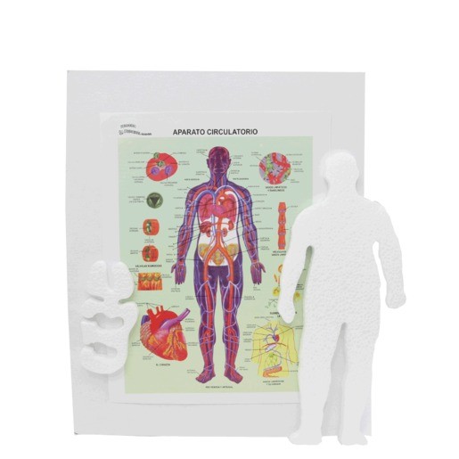 MAQUETA INST APARATO CIRCULATORIO