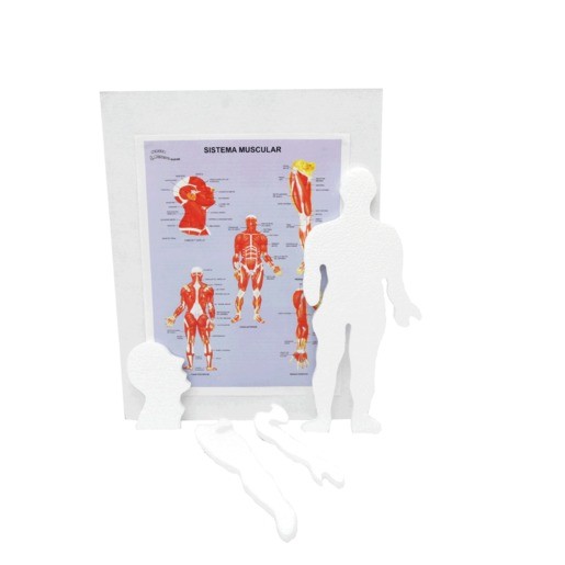 MAQUETA INST SISTEMA MUSCULAR