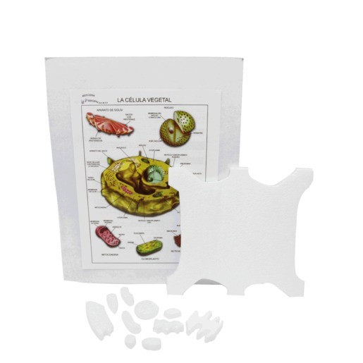 MAQUETA INST CELULA VEGETAL